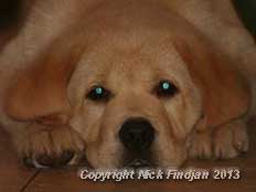 Blue - a yellow Ollie son