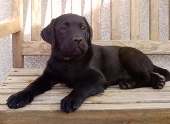 Barney, a black son of Hallys as a puppy