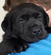 Black labrador puppy head shot sired by Bruce - aka Vicford Aladdin Arghishalee