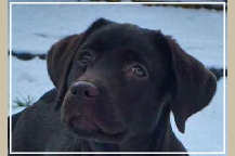 Bronte puppy headshot